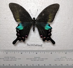 Papilio bianor