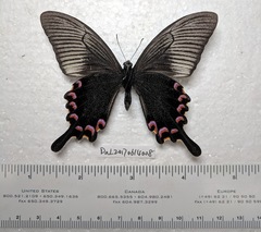 Papilio bianor