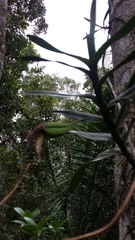 Angraecum viguieri image