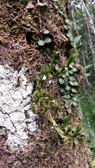 Angraecum humblotianum image