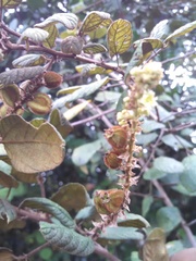Gouania phillipsonii