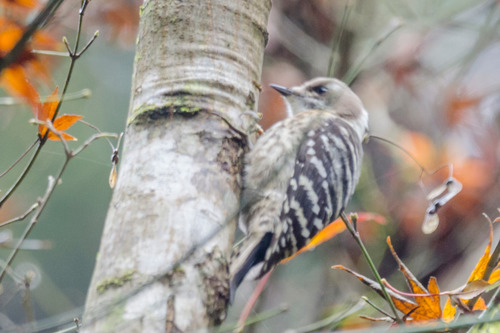 Japanese Pygmy Woodpecker