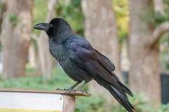 Corvus macrorhynchos