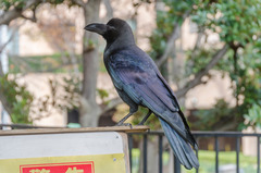 Corvus macrorhynchos