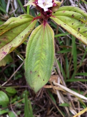 Tristemma mauritianum image