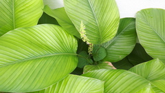 Thaumatococcus daniellii