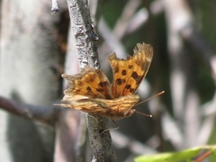 Polygonia satyrus