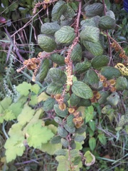 Gouania phillipsonii