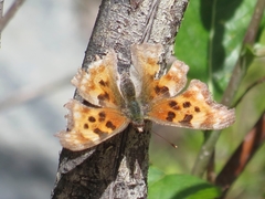 Polygonia satyrus
