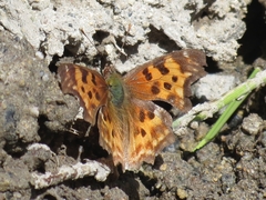 Polygonia satyrus