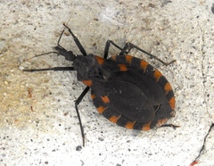 Triatoma longipennis