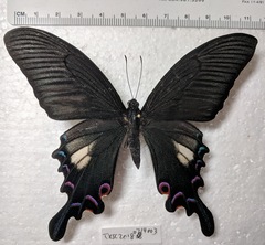 Papilio syfanius