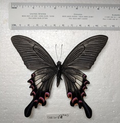 Papilio syfanius