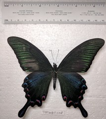 Papilio maackii