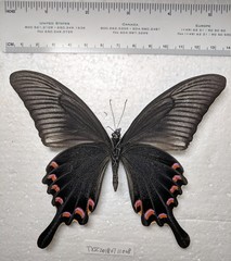 Papilio maackii