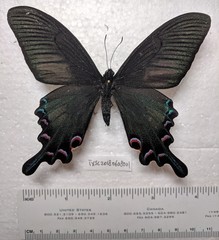 Papilio syfanius
