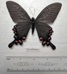 Papilio syfanius