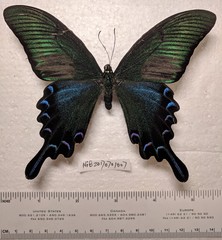 Papilio maackii