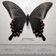 Papilio maackii