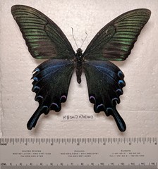 Papilio maackii