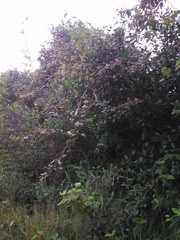 Gouania phillipsonii