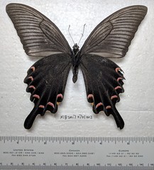 Papilio maackii