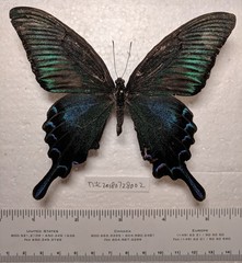 Papilio maackii