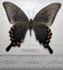 Papilio maackii
