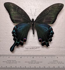 Papilio maackii