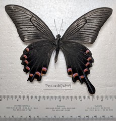Papilio maackii