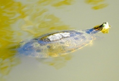 Trachemys ornata