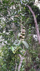 Camellia japonica