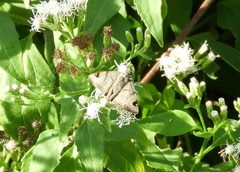 Arteurotia tractipennis tractipennis