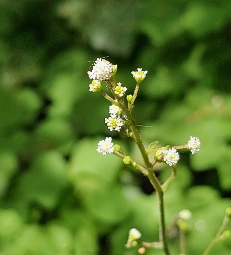 Adenocaulon bicolor