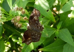 Achlyodini