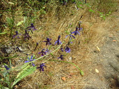 Conanthera trimaculata