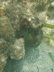 Octopus insularis