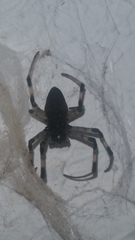Nephilingis cruentata
