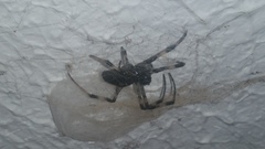 Nephilingis cruentata