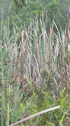 Typha domingensis image