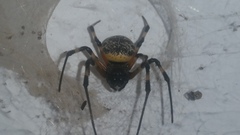 Nephilingis cruentata