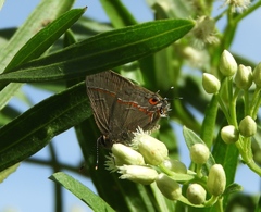 Electrostrymon hugon