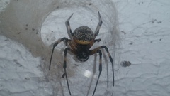 Nephilingis cruentata