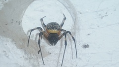 Nephilingis cruentata