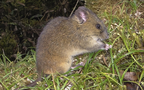 Burneo's Oldfield Mouse (Thomasomys burneoi) — Data Deficient Mammalia