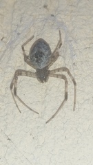 Nephilingis cruentata