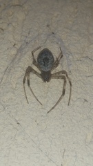 Nephilingis cruentata