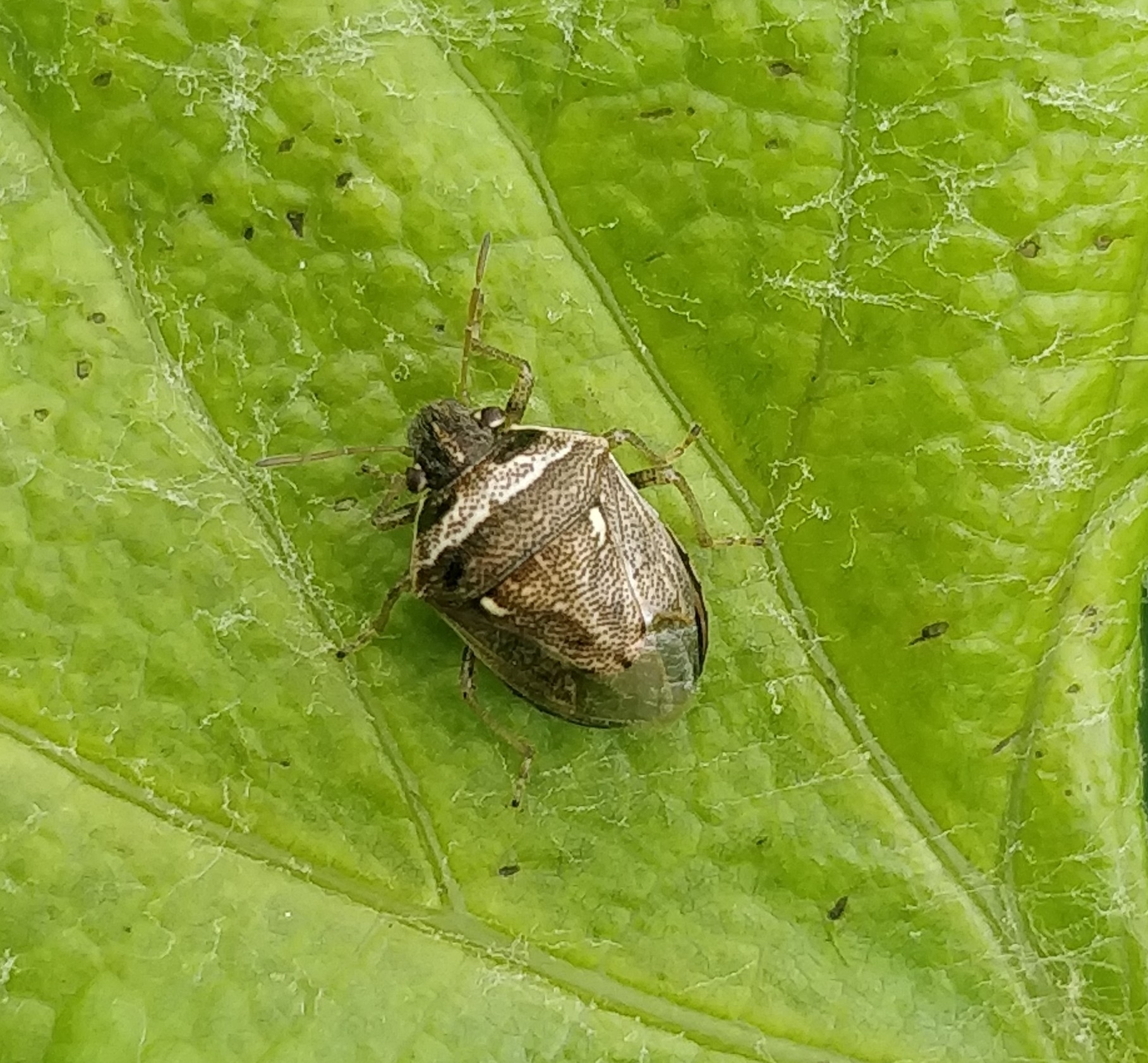 Eysarcoris ventralis