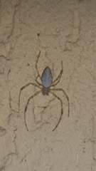 Nephilingis cruentata