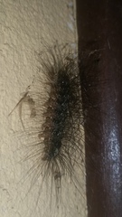 Lepidoptera